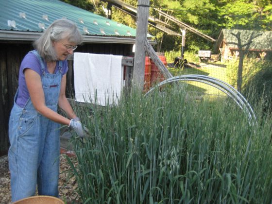 Peggy Fitzgibbon harvests milky oats from her garden in western NY